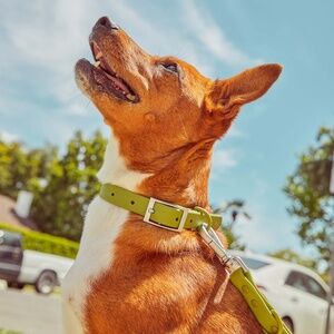 Wild One Collar - Moss - Small